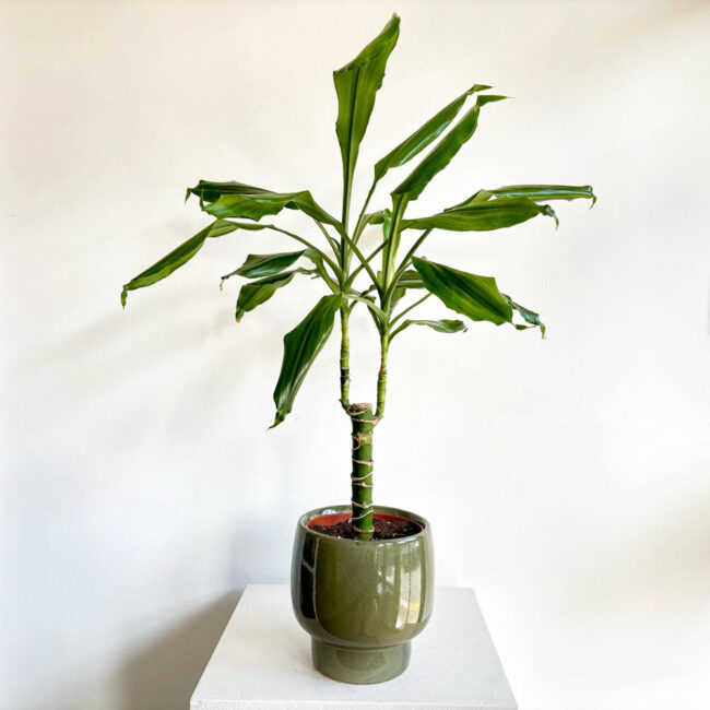 Dracaena Cintho - Görsel 3