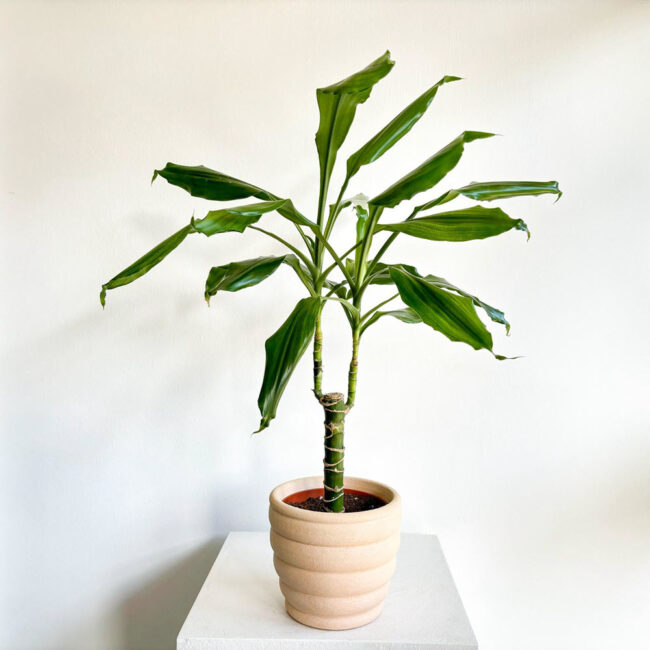 Dracaena Cintho - Görsel 2