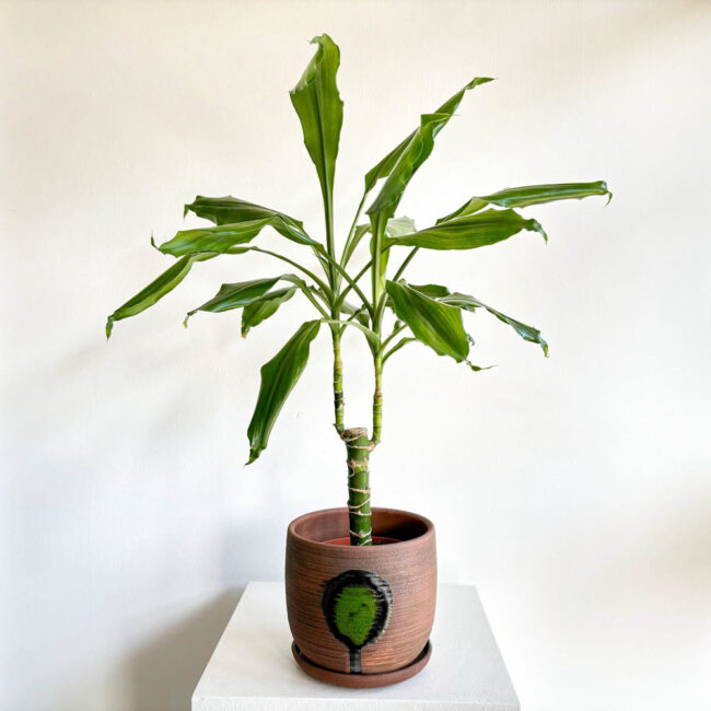 Dracaena Cintho