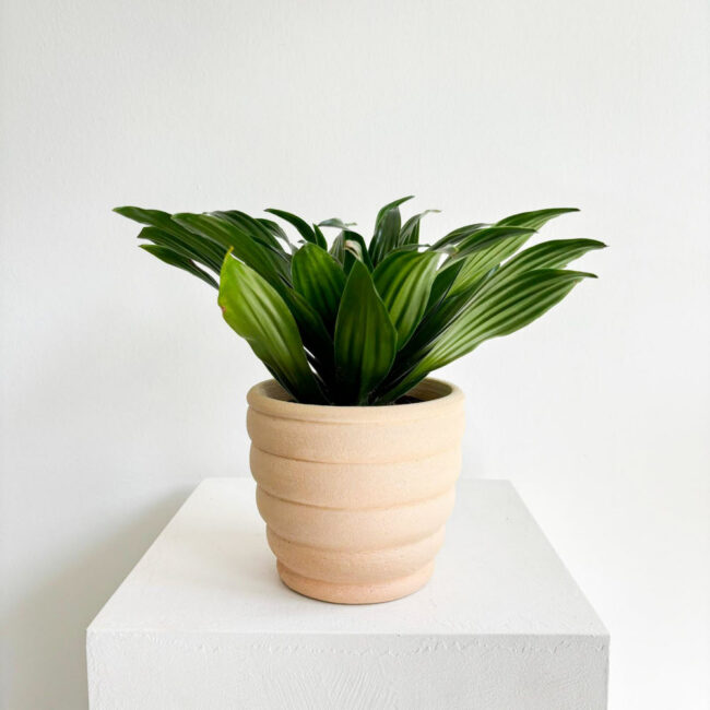 Dracaena Compacta - Görsel 2