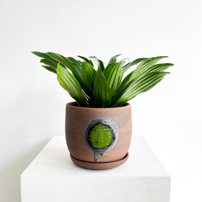 Dracaena Compacta - Görsel 3