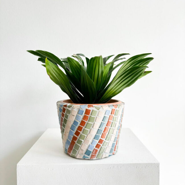 Dracaena Compacta