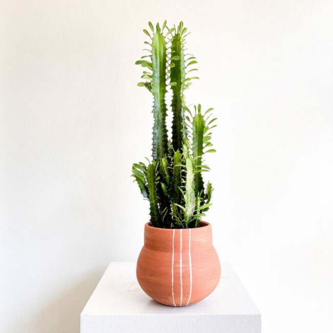 euphorbia-trigona01