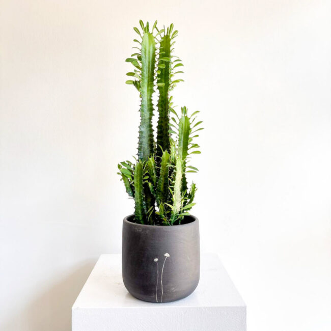euphorbia-trigona03