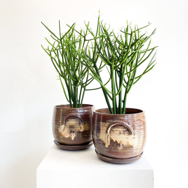 Euphorbia Tirucalli - Pluton Saksı İle - Görsel 2