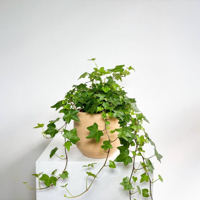 hedera11042502