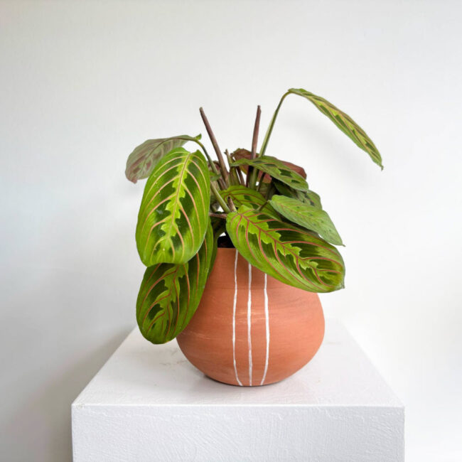 maranta10042500