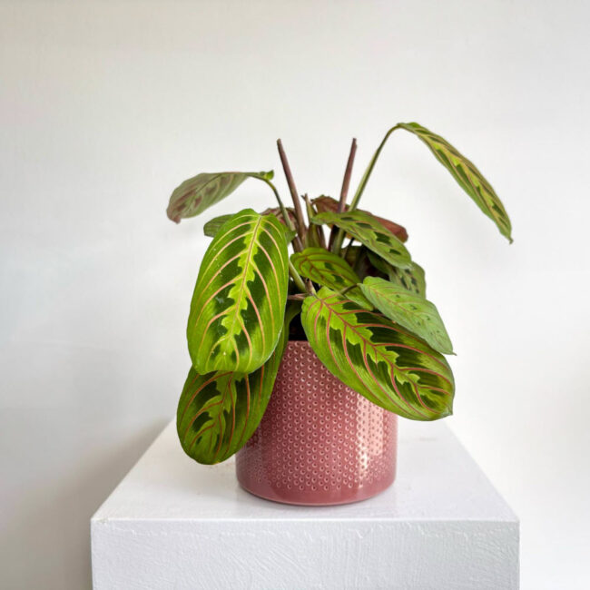 maranta10042501