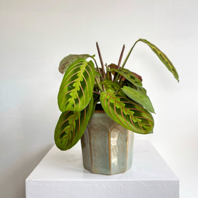 maranta10042502