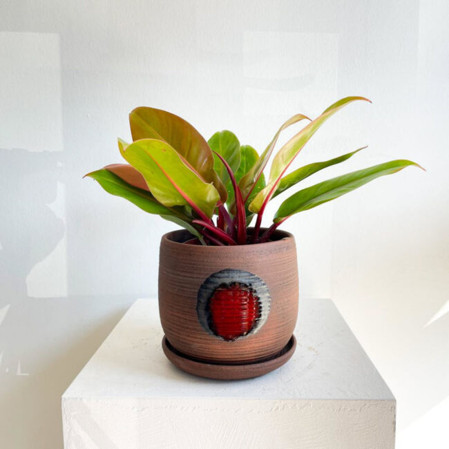 Philodendron Orange - Görsel 3