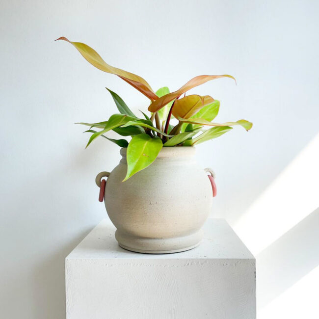 Philodendron Orange - Görsel 2