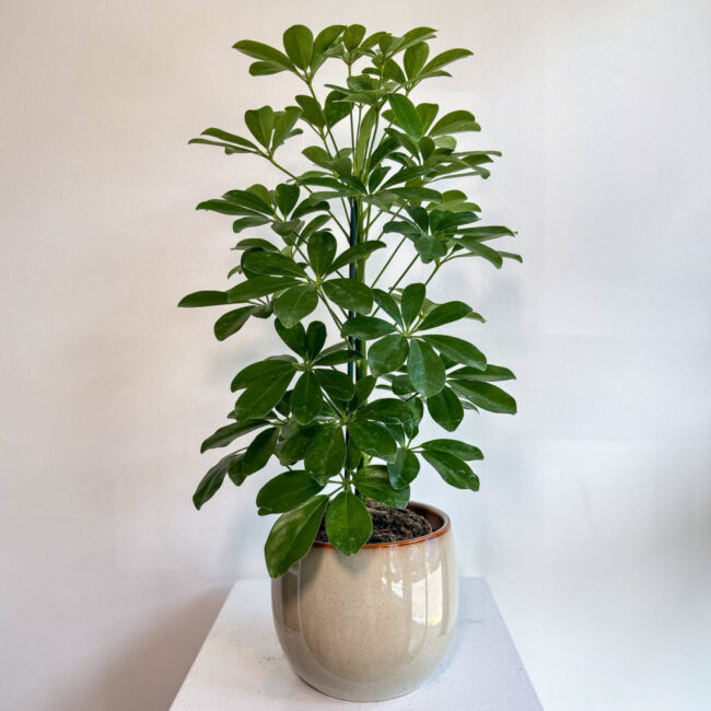 schefflera01