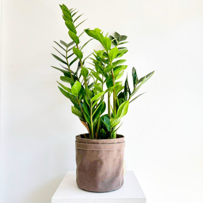 zamioculcas100900