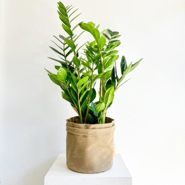 zamioculcas100901