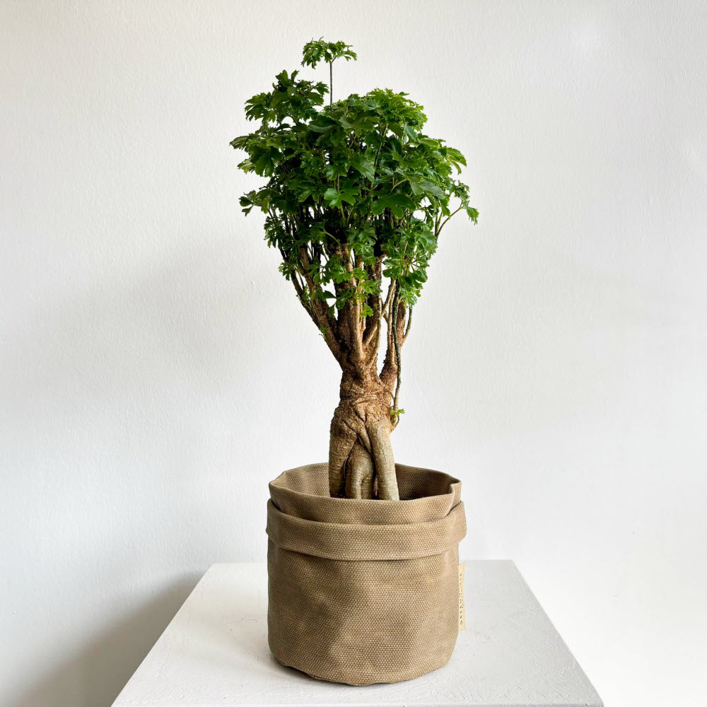 Polyscias Greenhouse Project