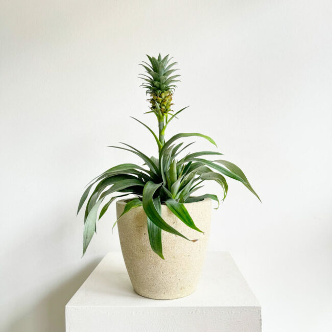 Ananas - Görsel 2