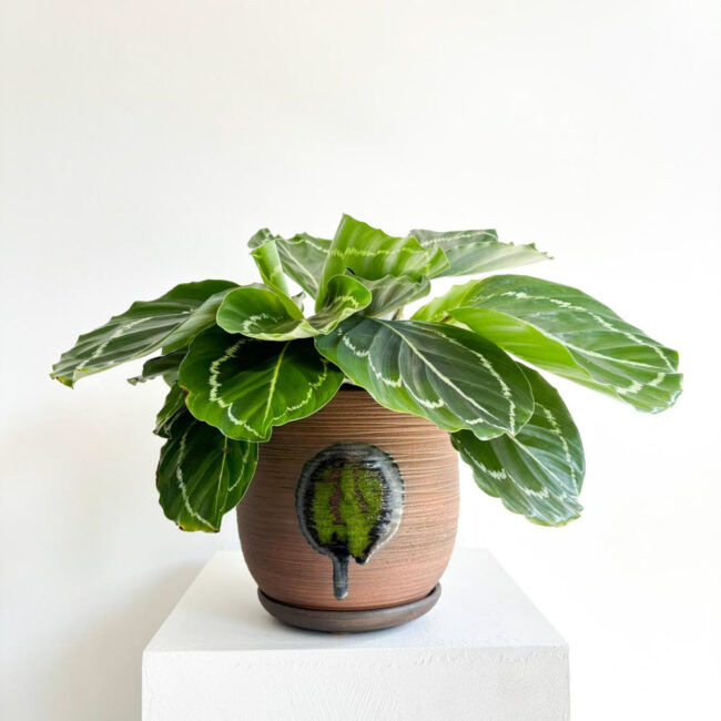 Calathea Roseopicta Medallion - Görsel 4