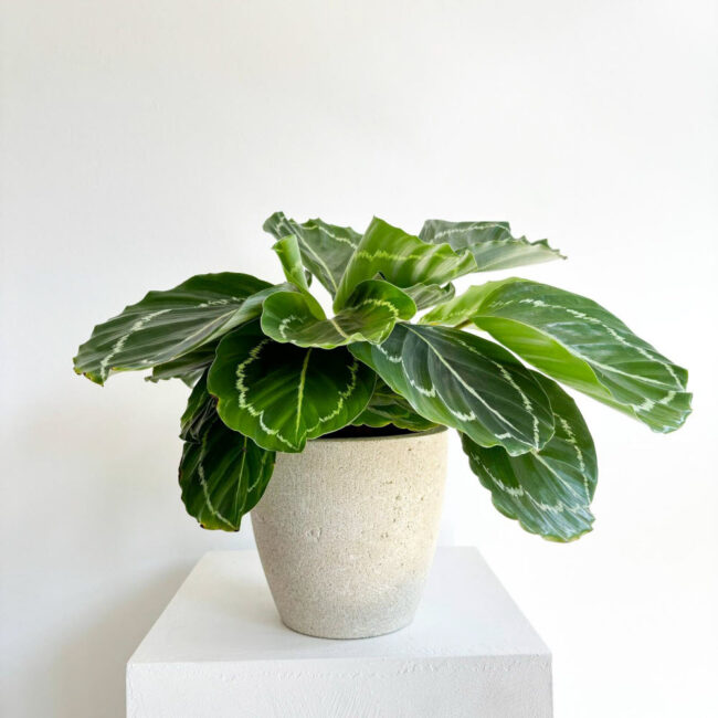 Calathea Roseopicta Medallion