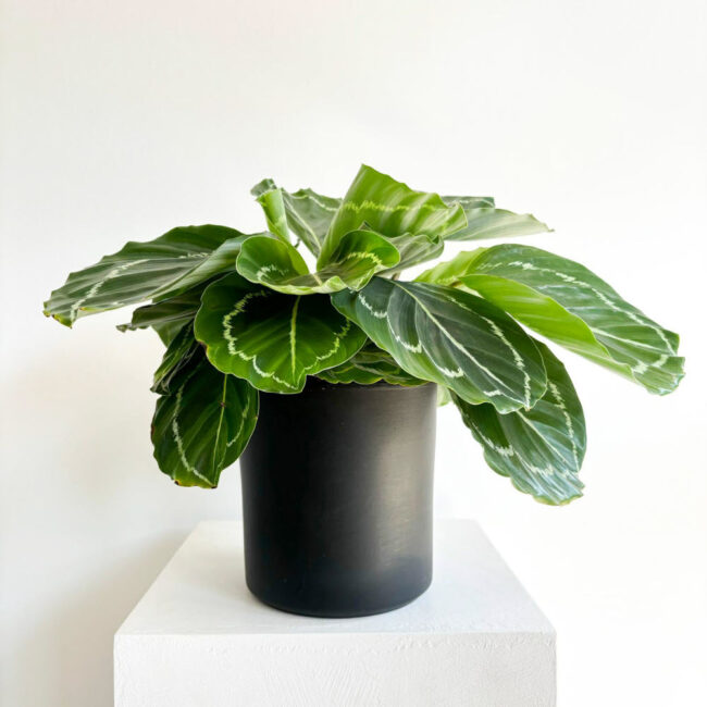 Calathea Roseopicta Medallion - Görsel 2