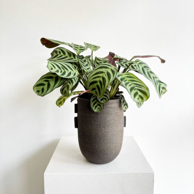Ctenanthe - Görsel 2