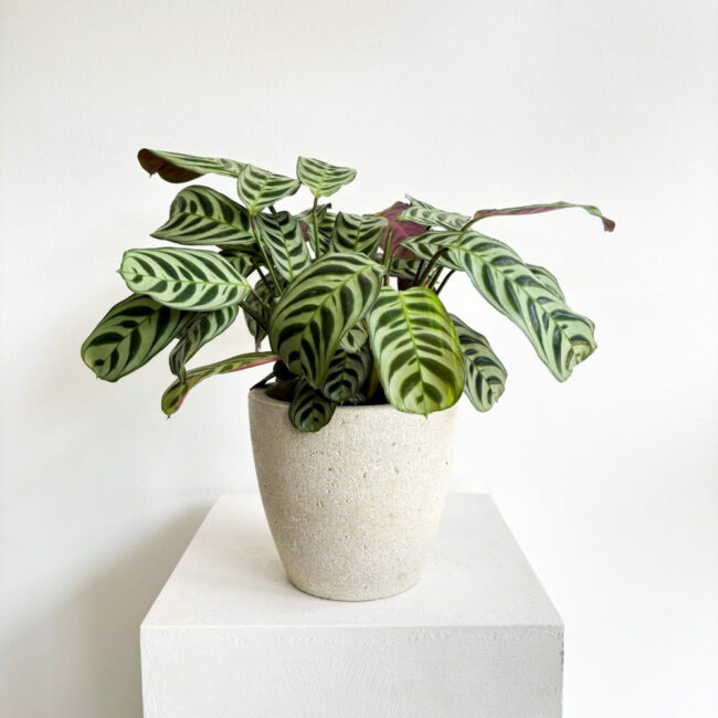 Ctenanthe