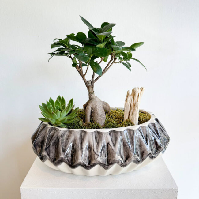 Ficus Ginseng Bonsai / Aranjman Saksı İle