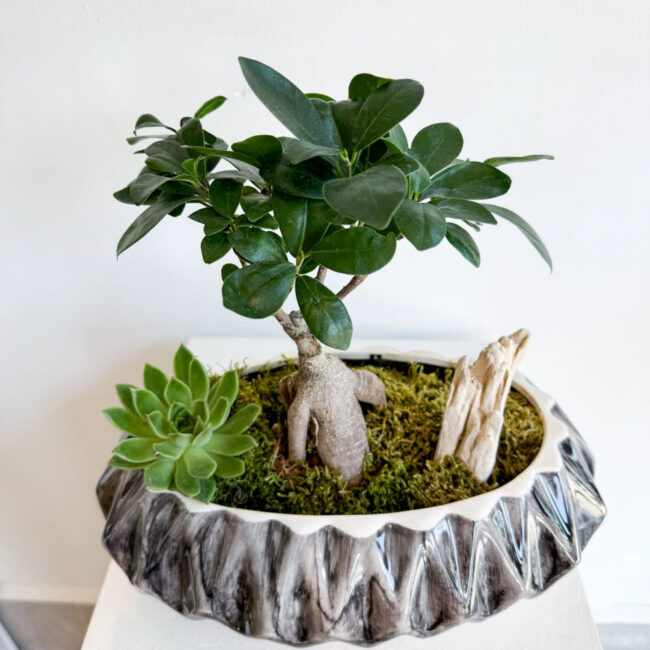 Ficus Ginseng Bonsai / Siyahlı Kayık Saksı İle - Görsel 2