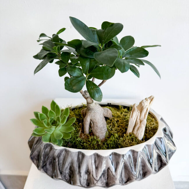 ficusgingsentbonsaikayiksaksi070501