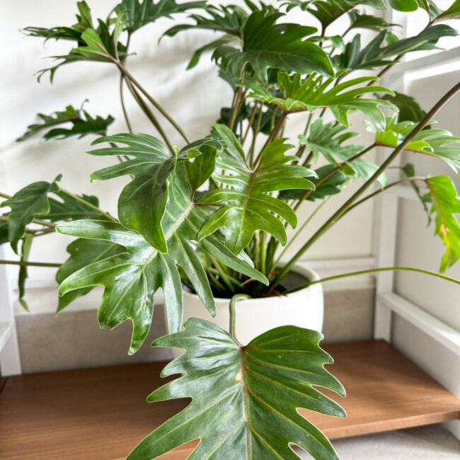 philodendron030500