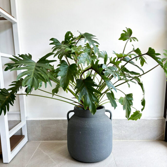 Philodendron Xanadu