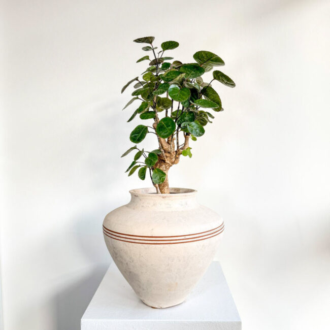 polyscias03012500
