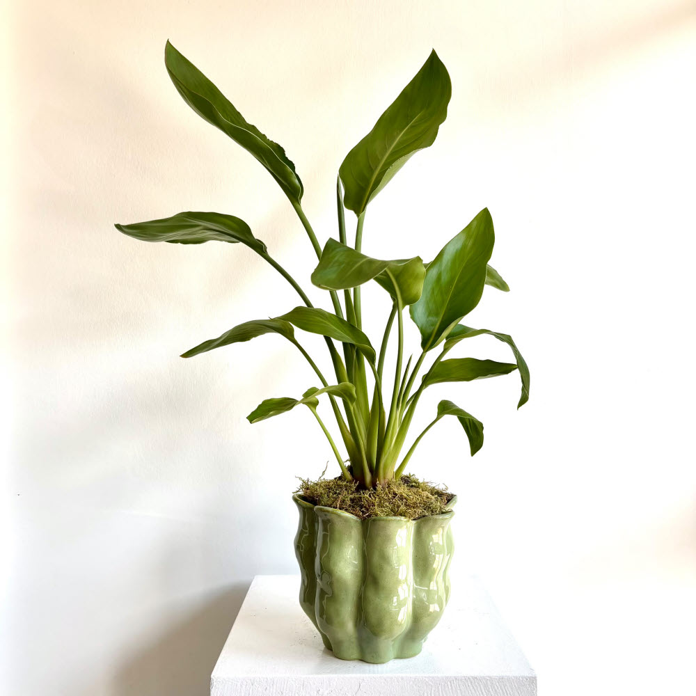 Starliçe - 55 cm