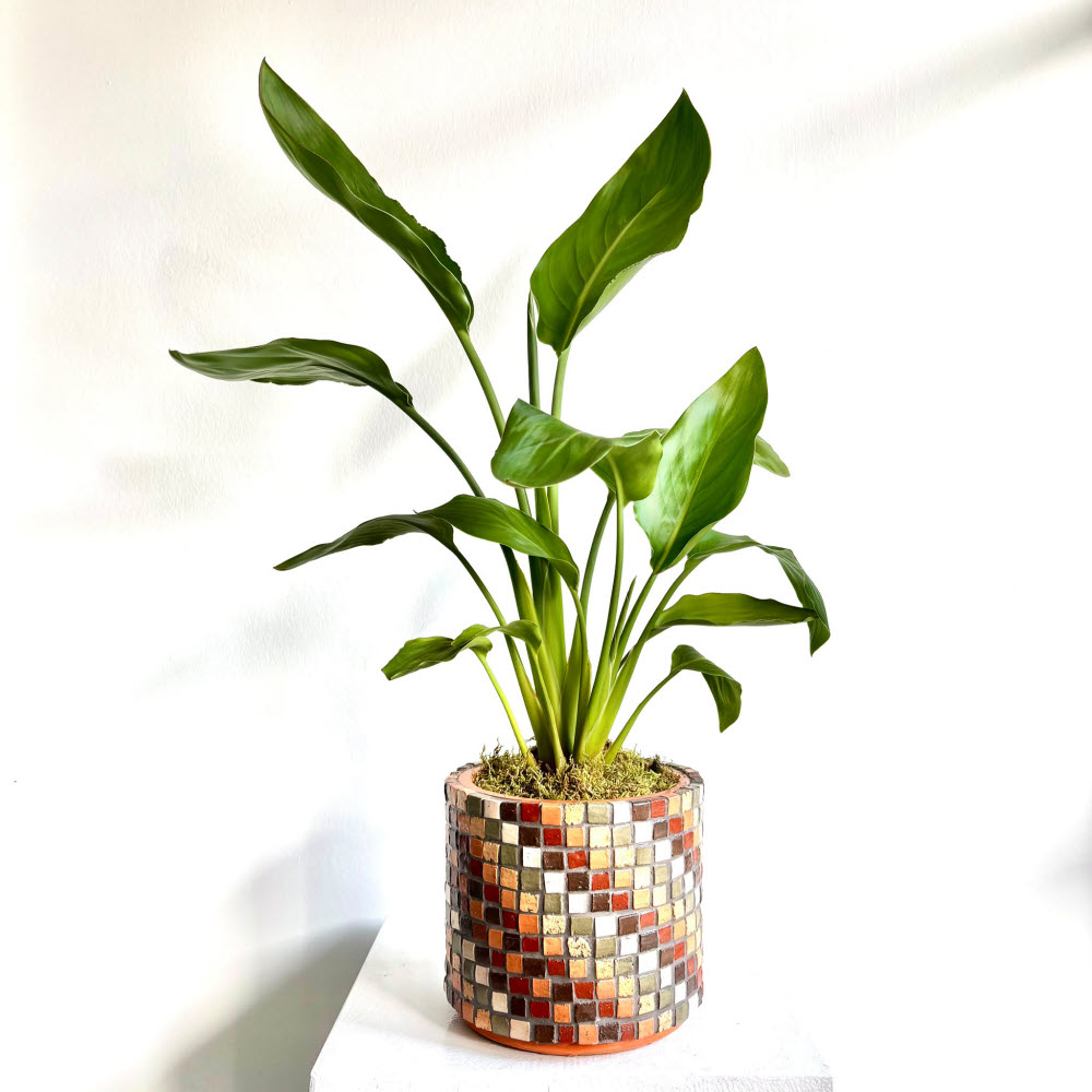Starliçe - 55 cm