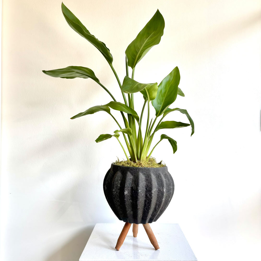 Starliçe - 55 cm