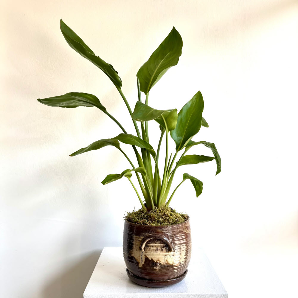 Starliçe - 55 cm