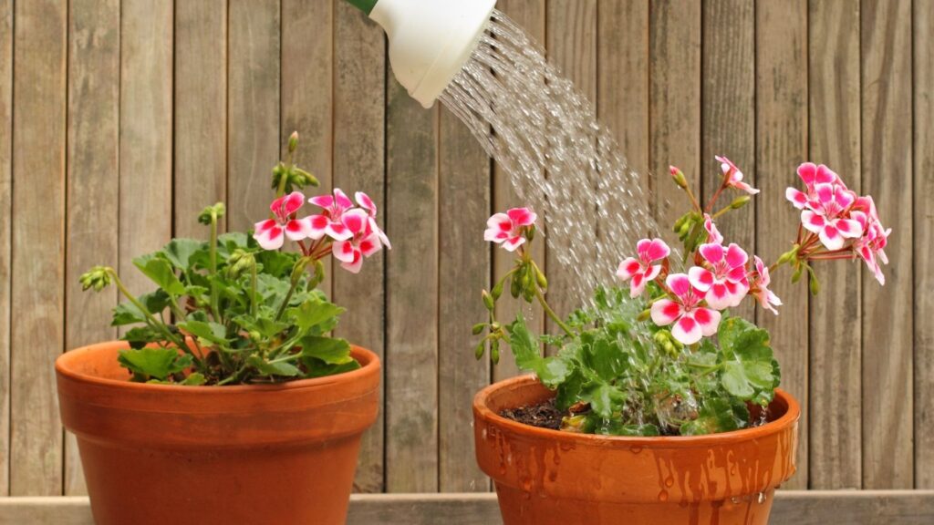 Bitkiler Ne Sıklıkta Sulanır? Bitki sulama