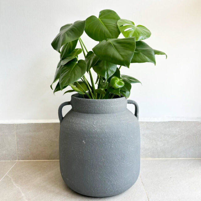 Monstera Deliciosa (L) / Antrasit Dokulu Küp Saksı İle