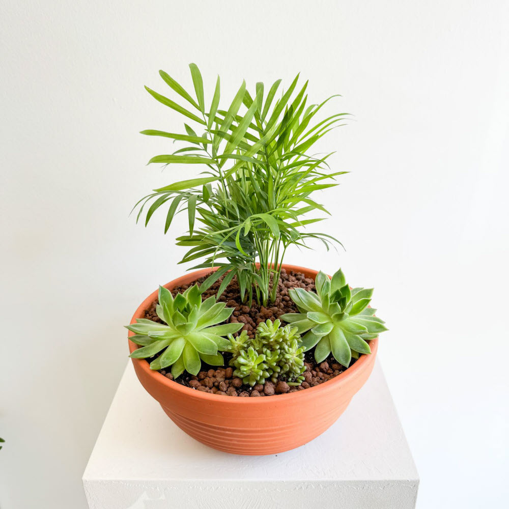 Chamaedorea - Echeveria / Yuvarlak Toprak Saksı İle - Görsel 2
