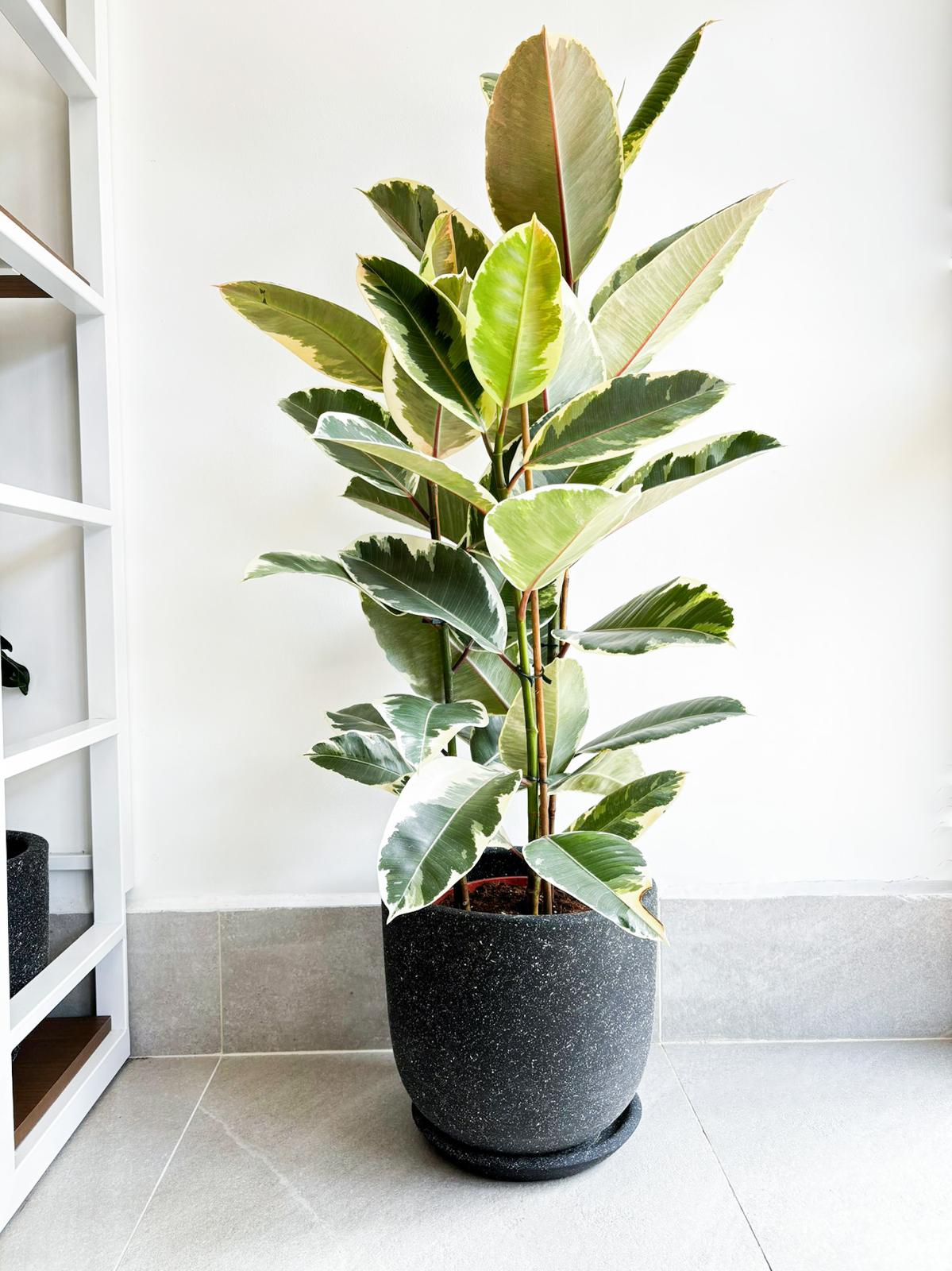 ficuselasticatineke0908