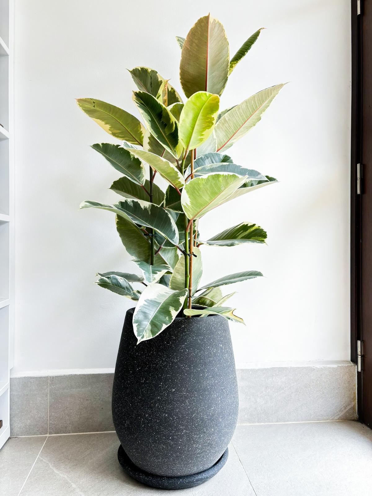 Ficus Elastica Tineke 115 cm