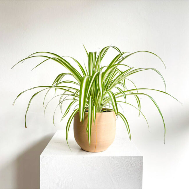 Chlorophytum Comosum