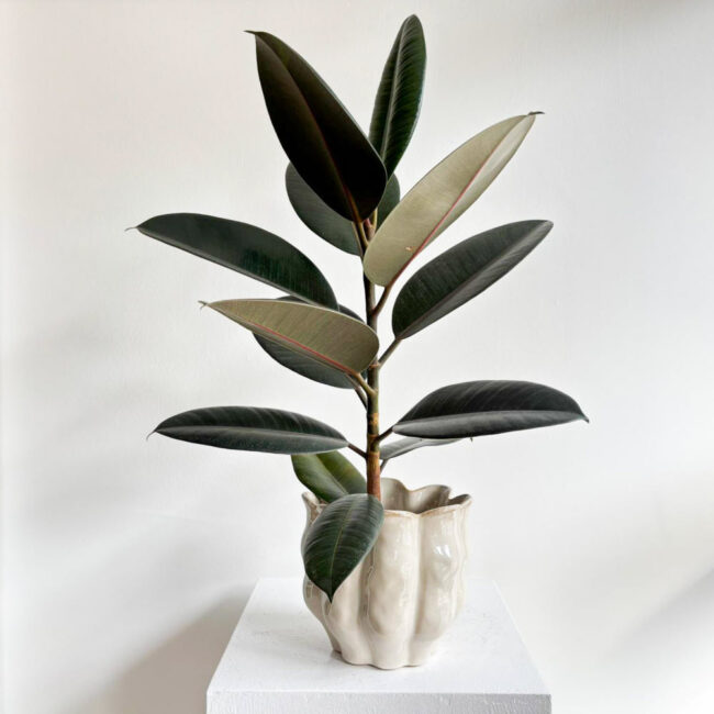 ficuselastica241002