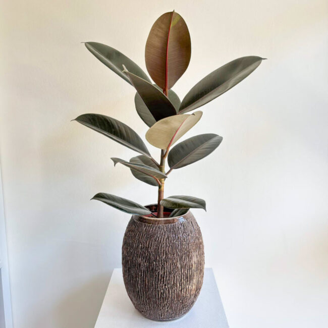 ficuselastica250701