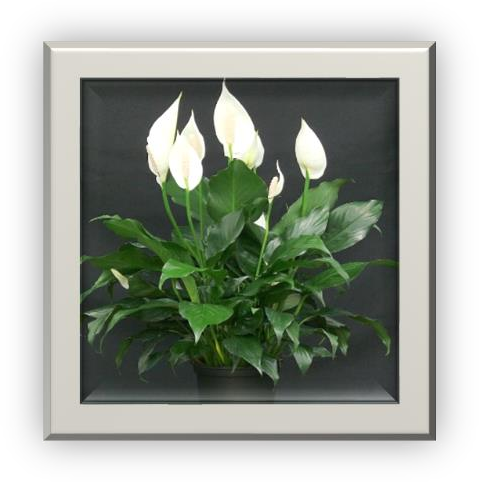 Baris Cicegi Spathiphyllum
