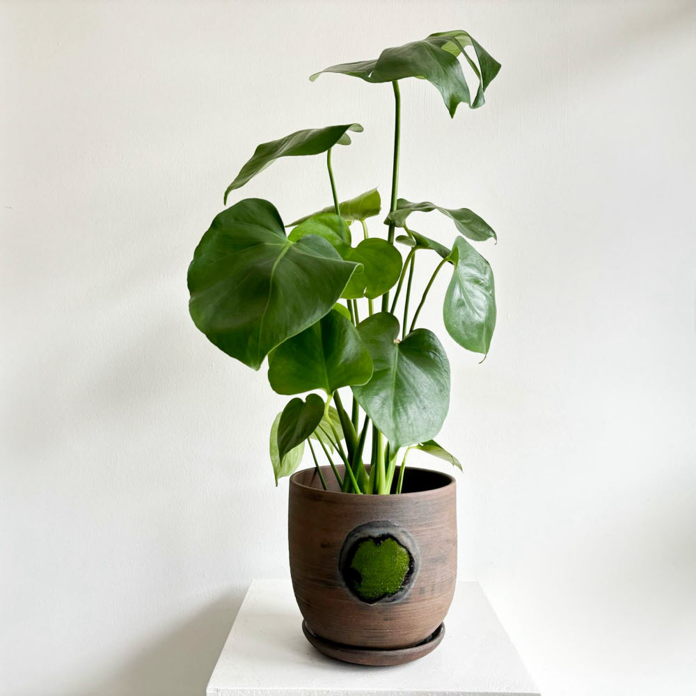 Deve Tabanı (Monstera Deliciosa)