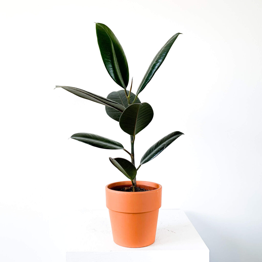 Kauçuk Bitkisi (Ficus Elastica)