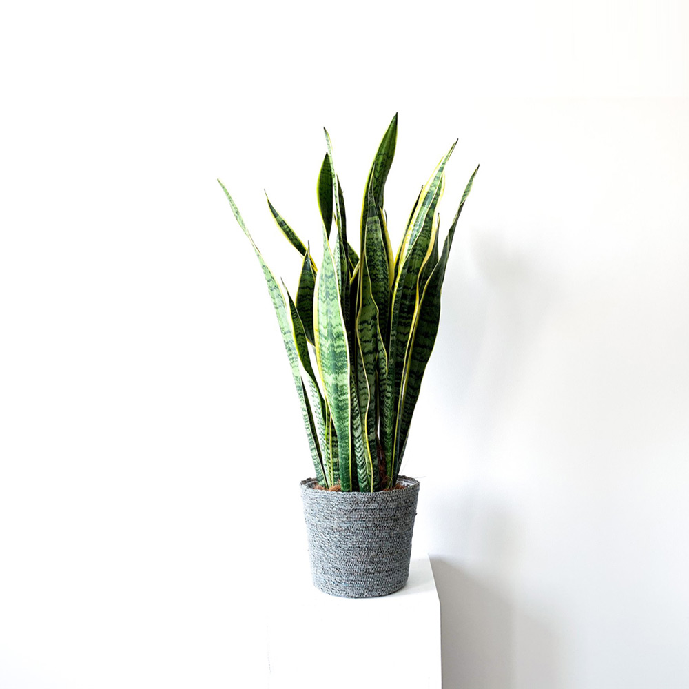 Paşa Kılıcı (Sansevieria Trifasciata)