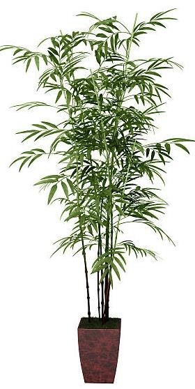 Bambu Palmiyesi (Bamboo Palm):