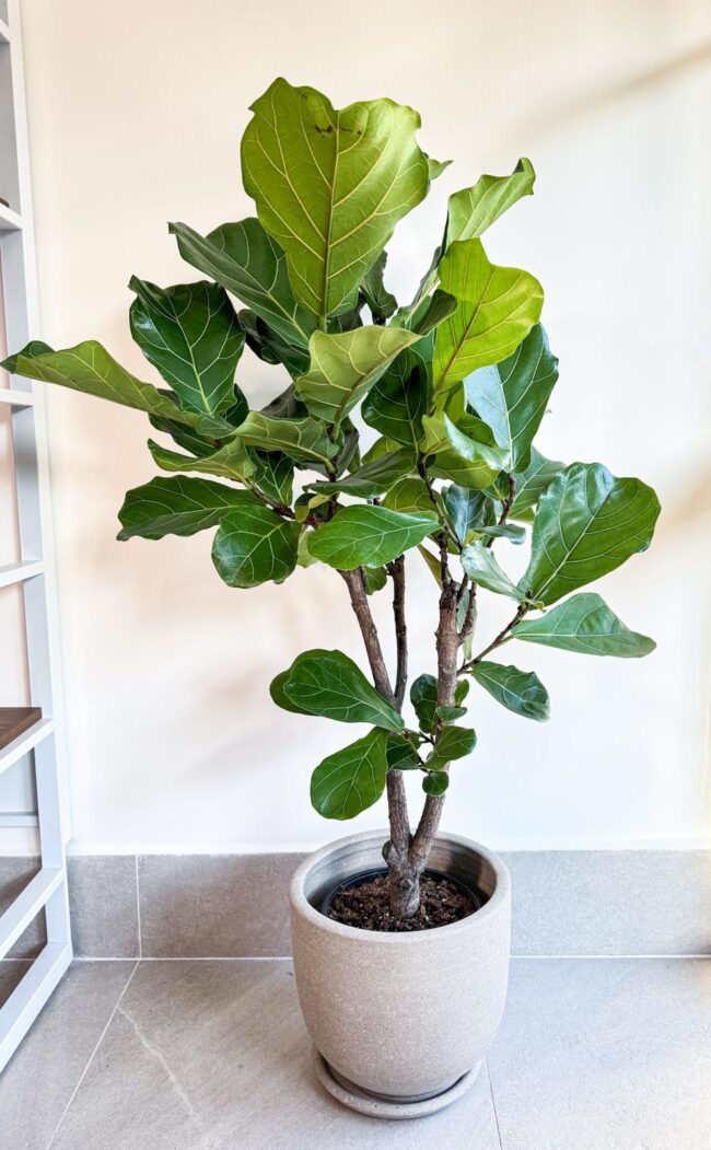 ficuslyrata0301 (1)
