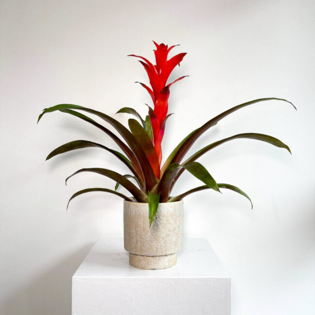 guzmania12022500